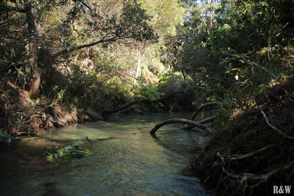 Fraser Island - Eli Creek